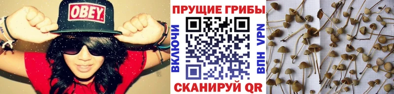 Псилоцибиновые грибы Magic Shrooms ссылка на мегу зеркало Волжск